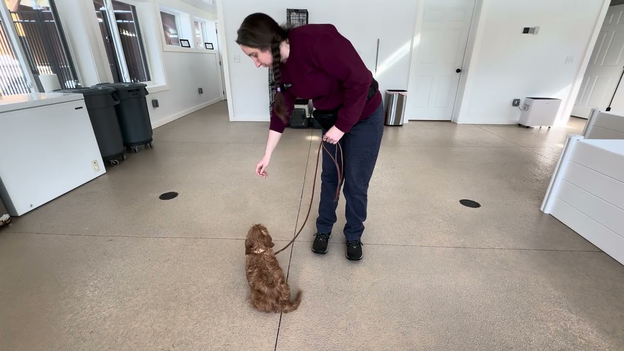 Piper Leash Skills w/ Distractions 02/24