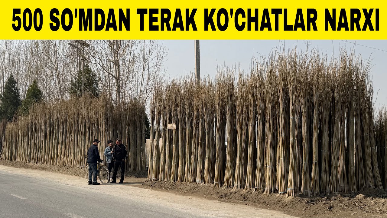 500 SO'MDAN 5 000 SO'MGACHA TERAK KO'CHATLARI NARXLARI DEXQONDAN