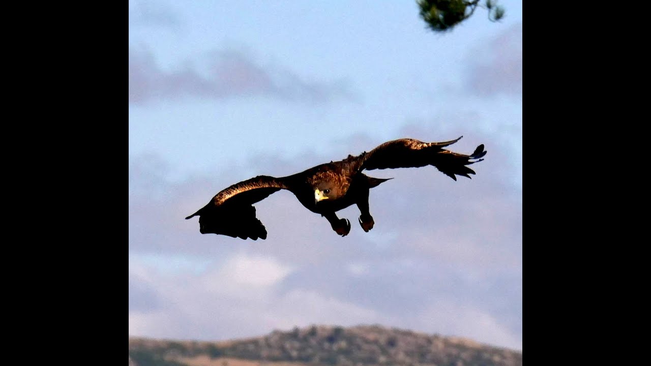 CUANDO EL ÁGUILA ATACA