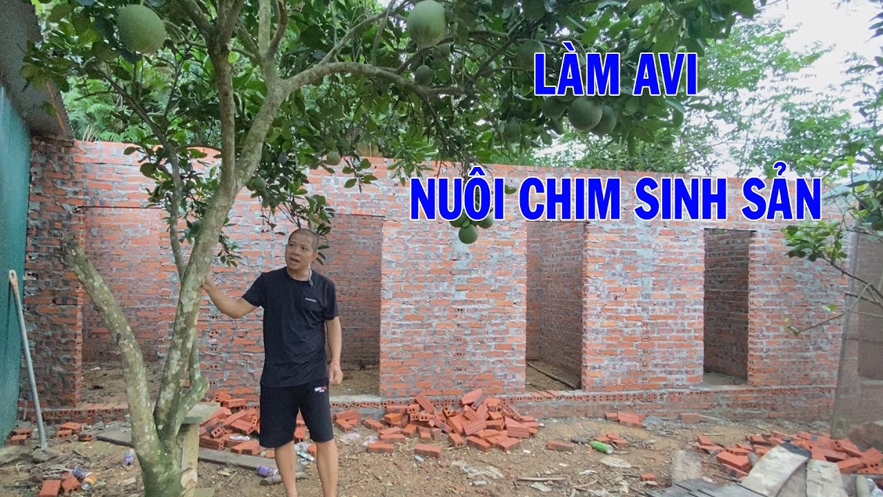 Đầu tư xây avi để nuôi chim sinh sản, anh em vào xem video cho em xin ít kinh nghiệm | Hoạt Họa Mi
