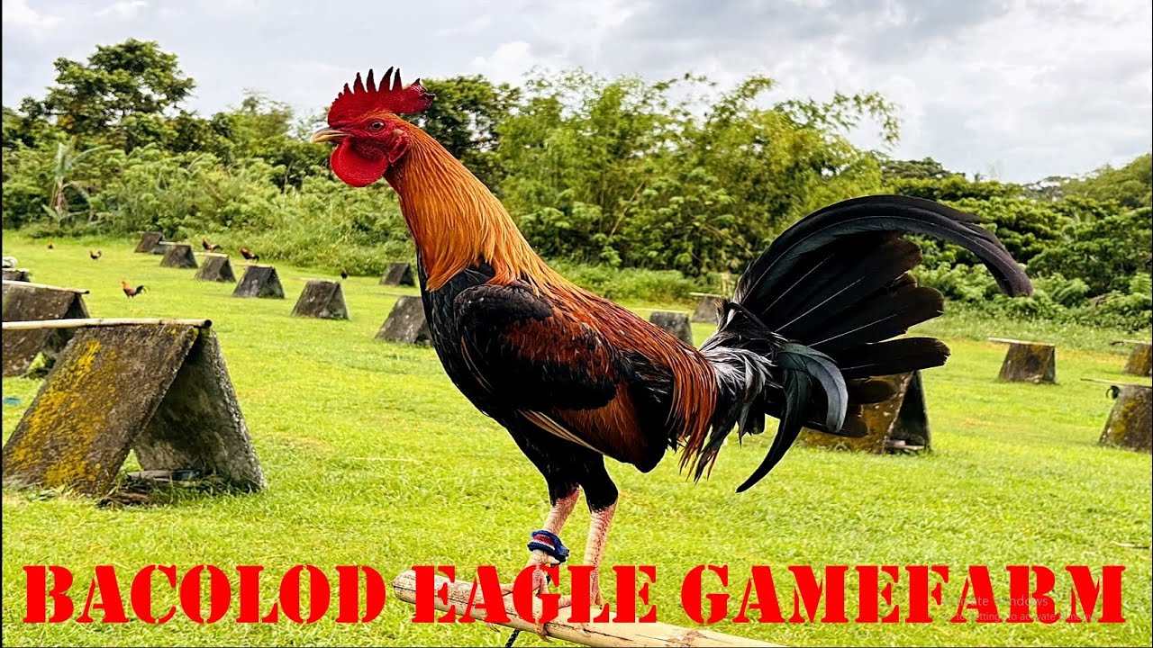 Lets Visit The Farm Of Bacolod Eagle Gamefarm
