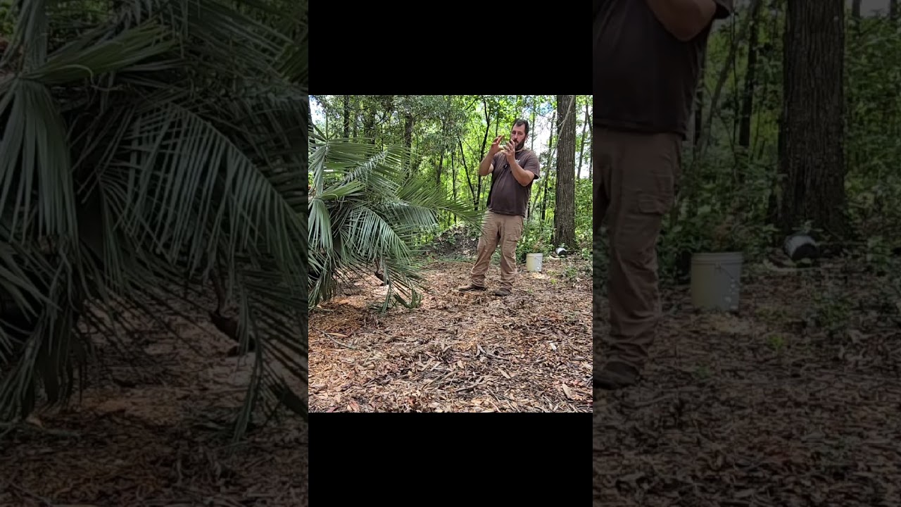 Transplanting a Palm tree. Secrets that make all the difference when transplanting a Palm tree