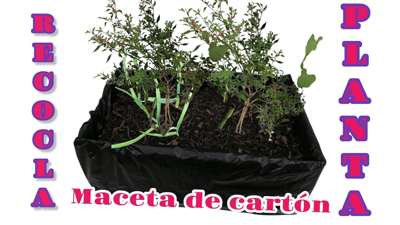 Haz una maceta reciclando cajas de cartón para sembrar la planta que gustes