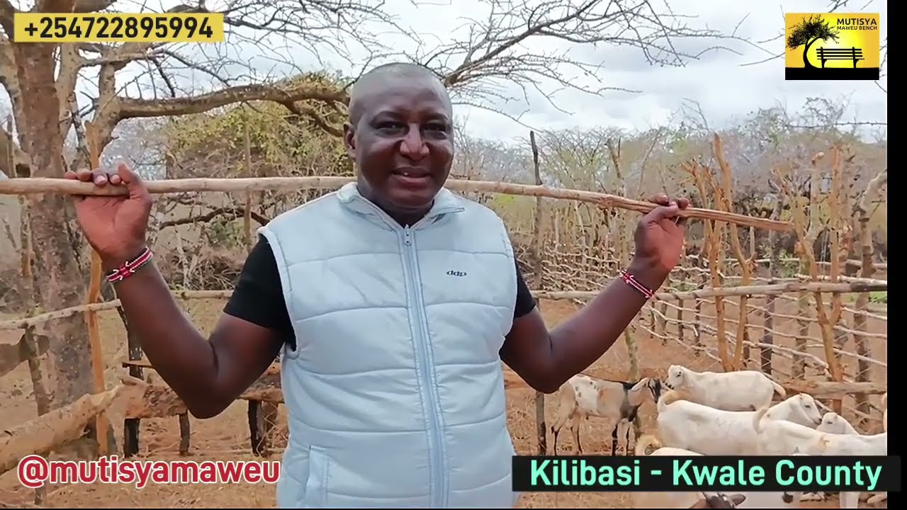 Duruma goats vs Galla goats  watch this video #kilibasi