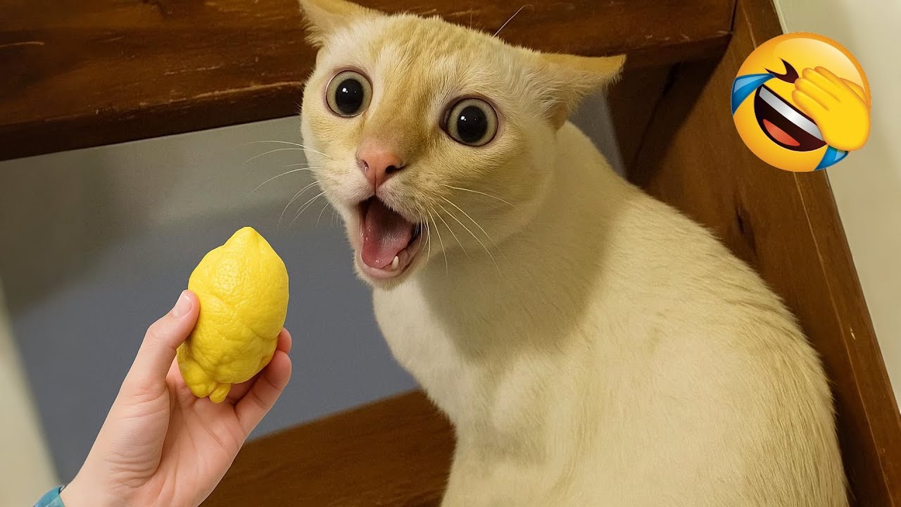 Hilarious cats and dogs will make you laugh until you cry! 😹