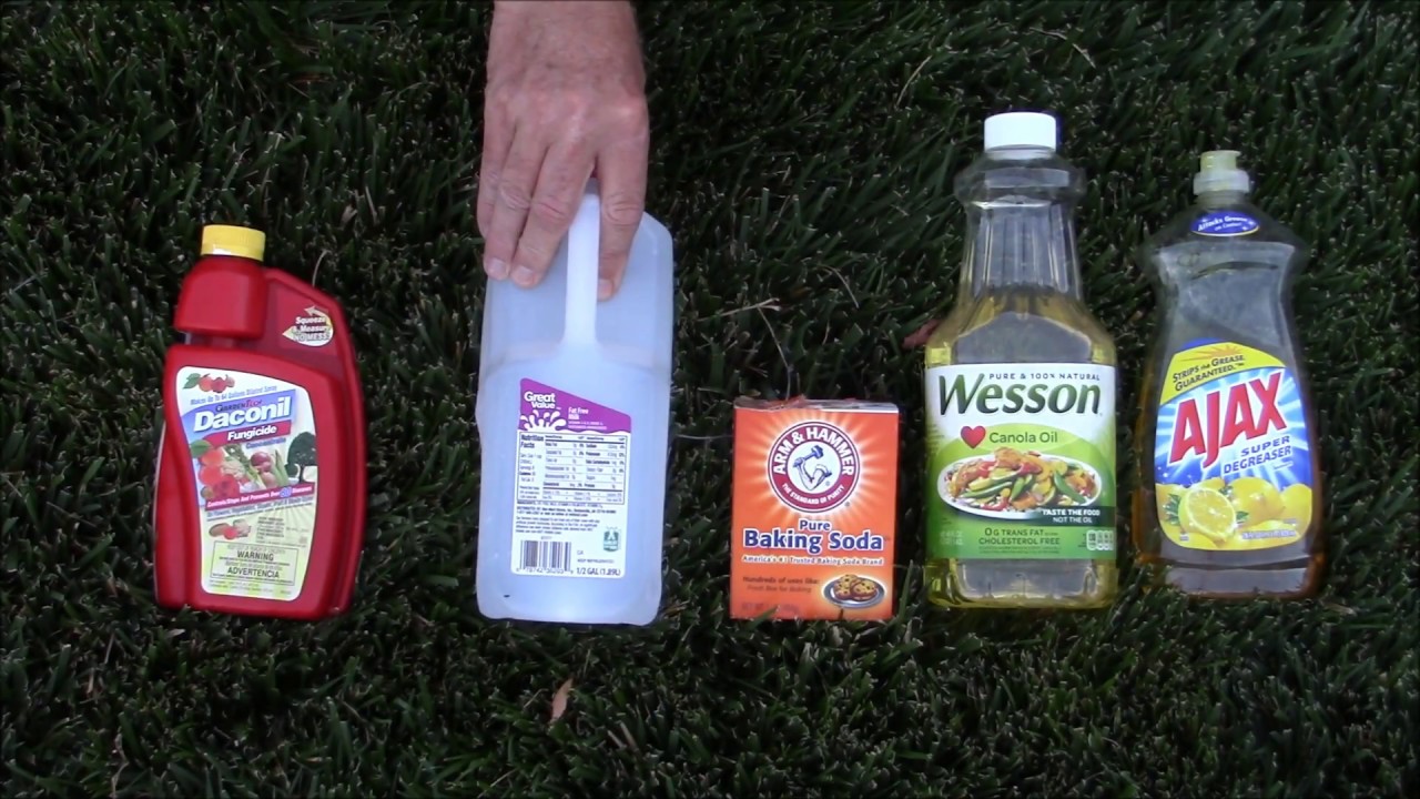 How To Cure Powdery Mildew