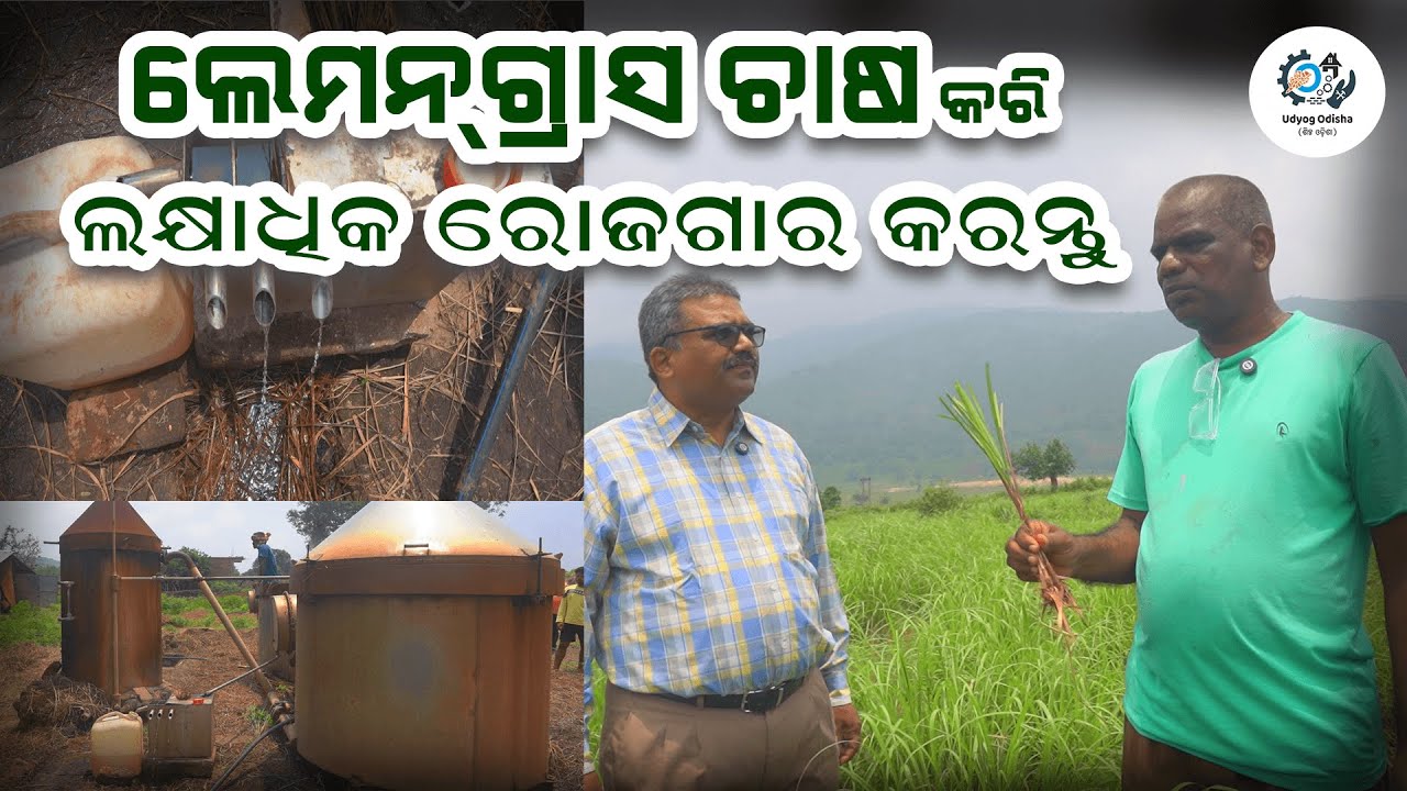 Lemon Grass|| lemon grass seed || lemon grass plant || lemon grass farming || udyog odisha