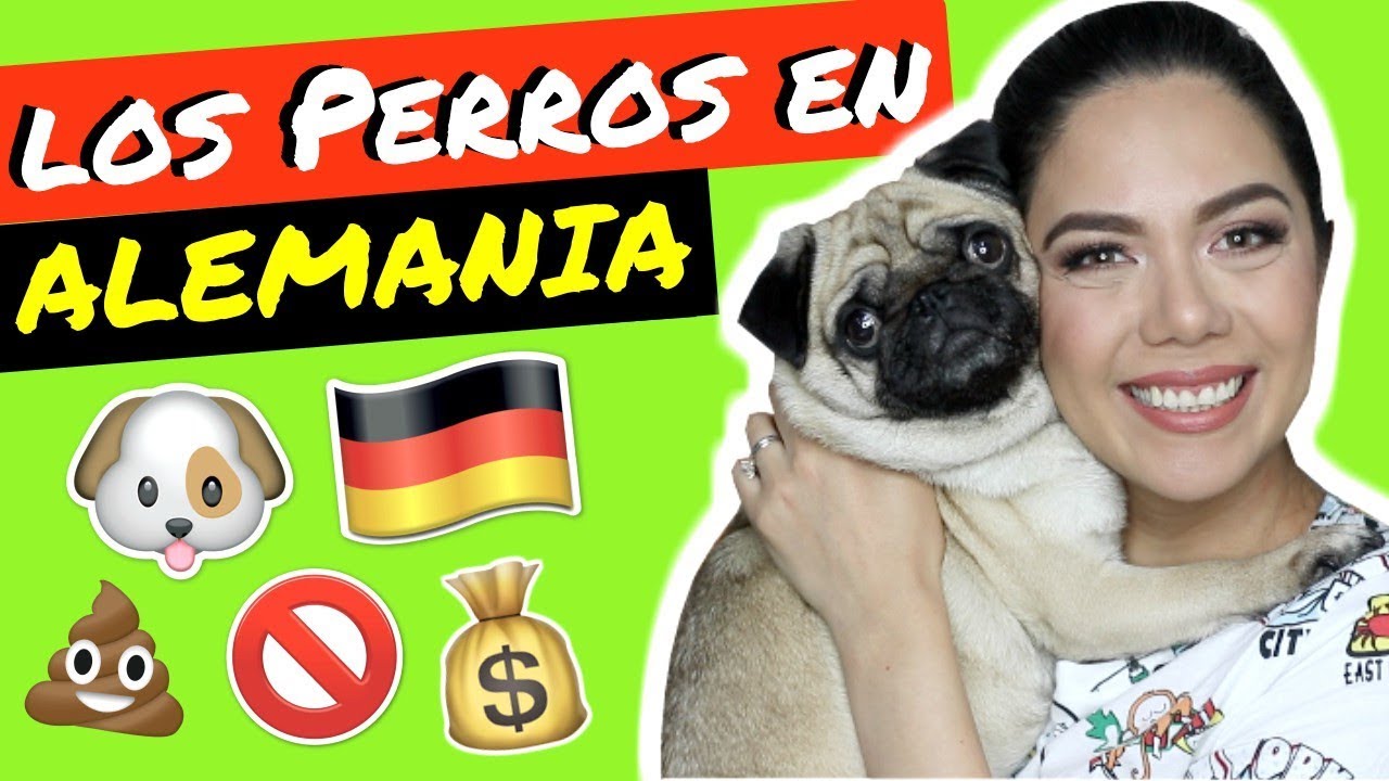 LOS PERROS EN ALEMANIA: IMPUESTOS, PRIVILEGIOS Y OBLIGACIONES COMO DUEÑO | MARIEBELLE TV