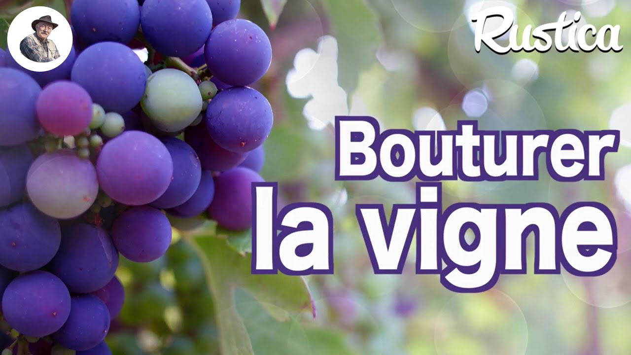 Bouturer la vigne