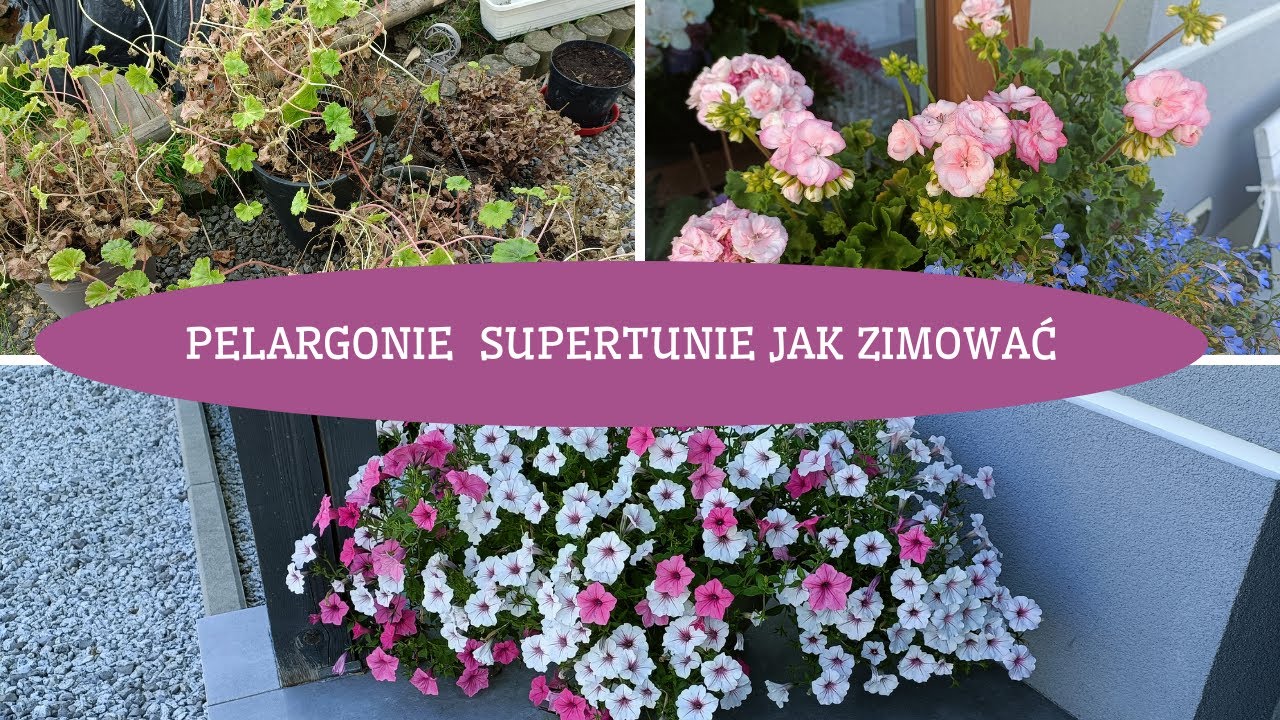 Jak przezimować pelargonie i supertunie - Supertunie z nasion 