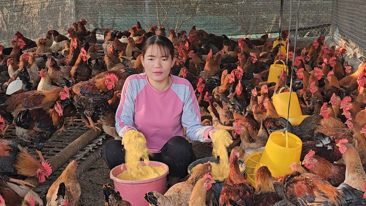 Thanks to fermenting silage, chickens eat a lot and grow quickly. ( Ep 230 )