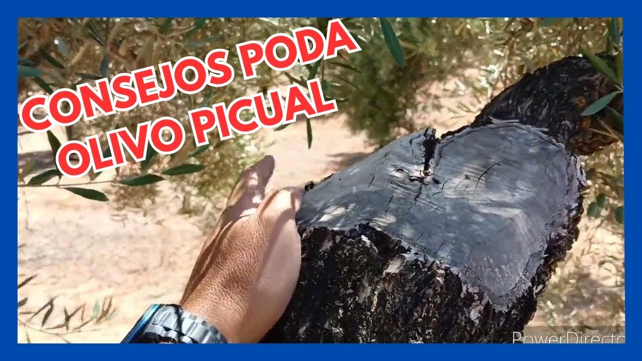 ✅ CONSEJOS para que el OLIVO PICUAL no deje de PRODUCIR con los años