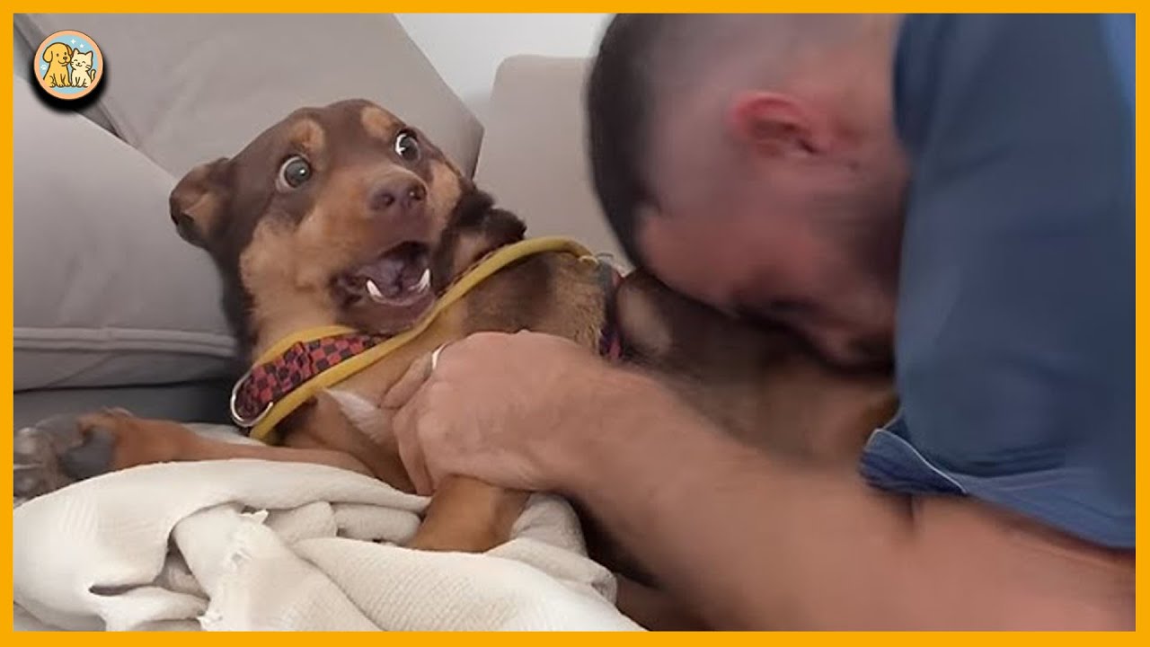When Dogs Turn into Hollywood Actors -The Funniest Overreactions Ever-Don’t Watch While Drinking