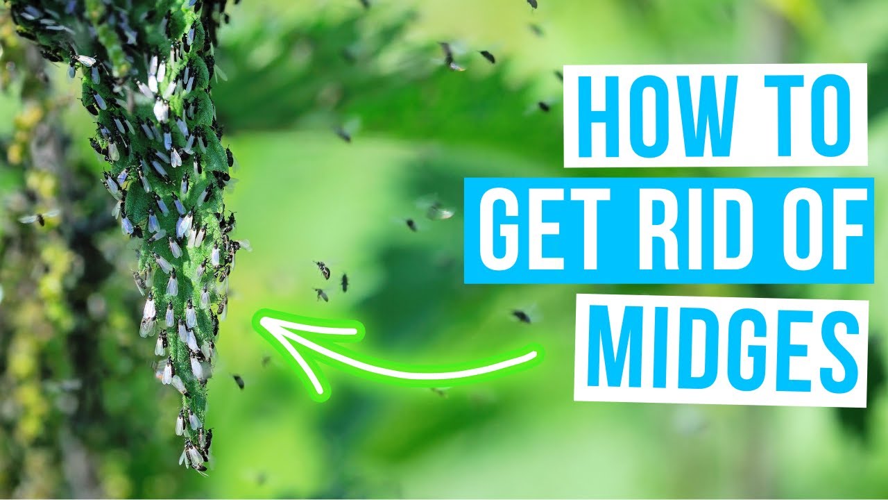 Как БЫСТРО ИЗБАВИТЬСЯ ОТ МОШЕК В ДОМЕ И НА УЛИЦЕ!