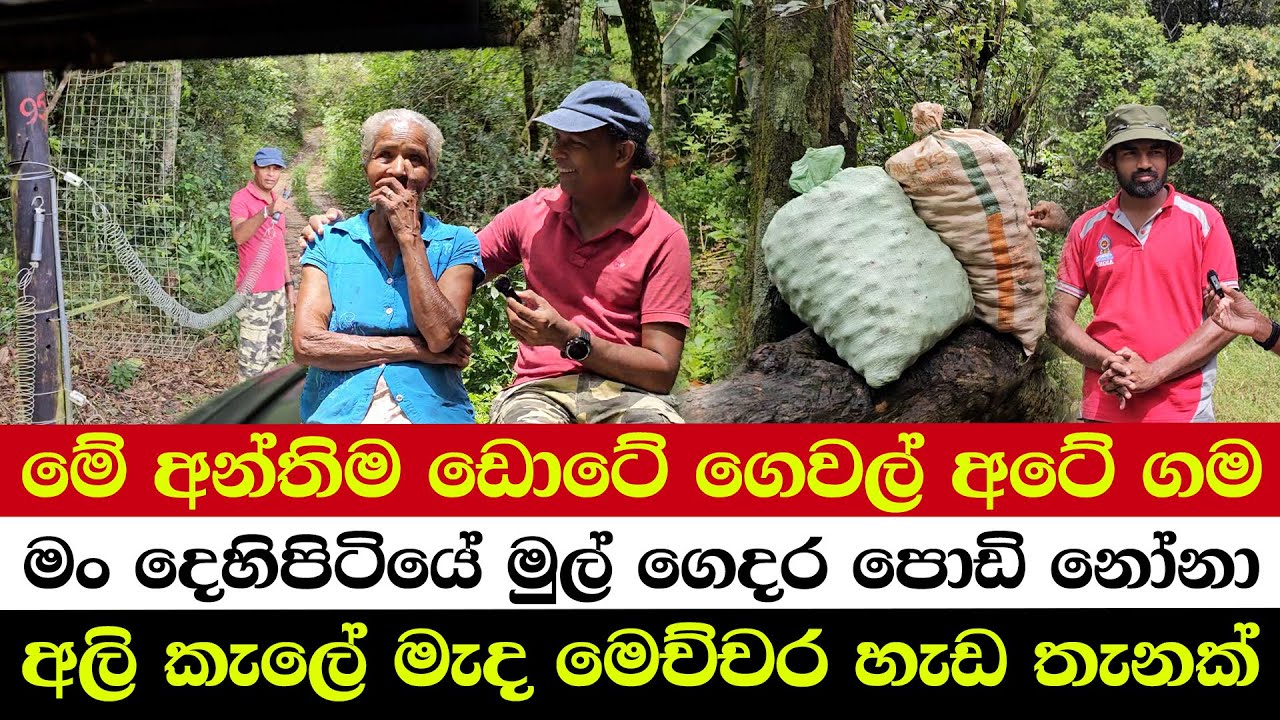 මේ අන්තිම ඩොටේ ගෙවල් අටේ ගම | මං දෙහිපිටියේ මුල් ගෙදර පොඩි නෝනා | අලි කැලේ මැද මෙච්චර හැඩ තැනක්