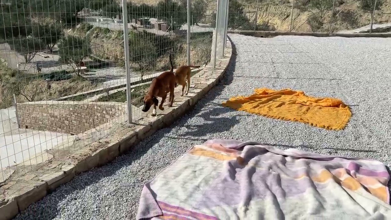 Мы построили новую зону в приюте! Майло и Луна первыми туда перебрались! - Приют Такиса