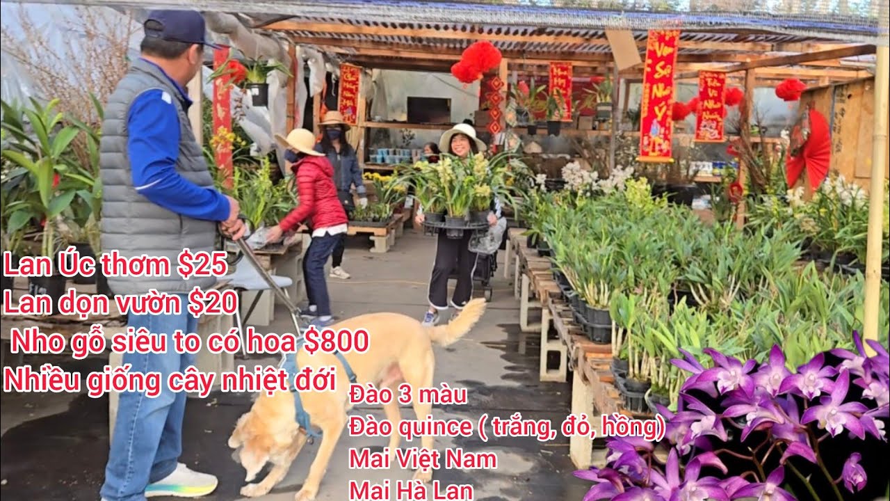 Các loại lan về nhiều và cây ăn trái, giá rẻ kính mời, jaboticaba co bông to vật vã $800 EKT Nursery