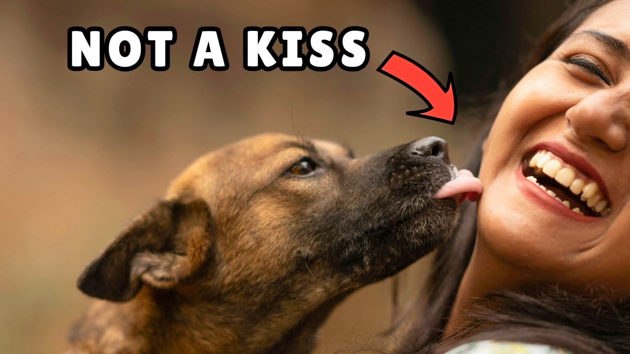 50 Dog Myths EXPOSED (You’ve Been Lied To!)