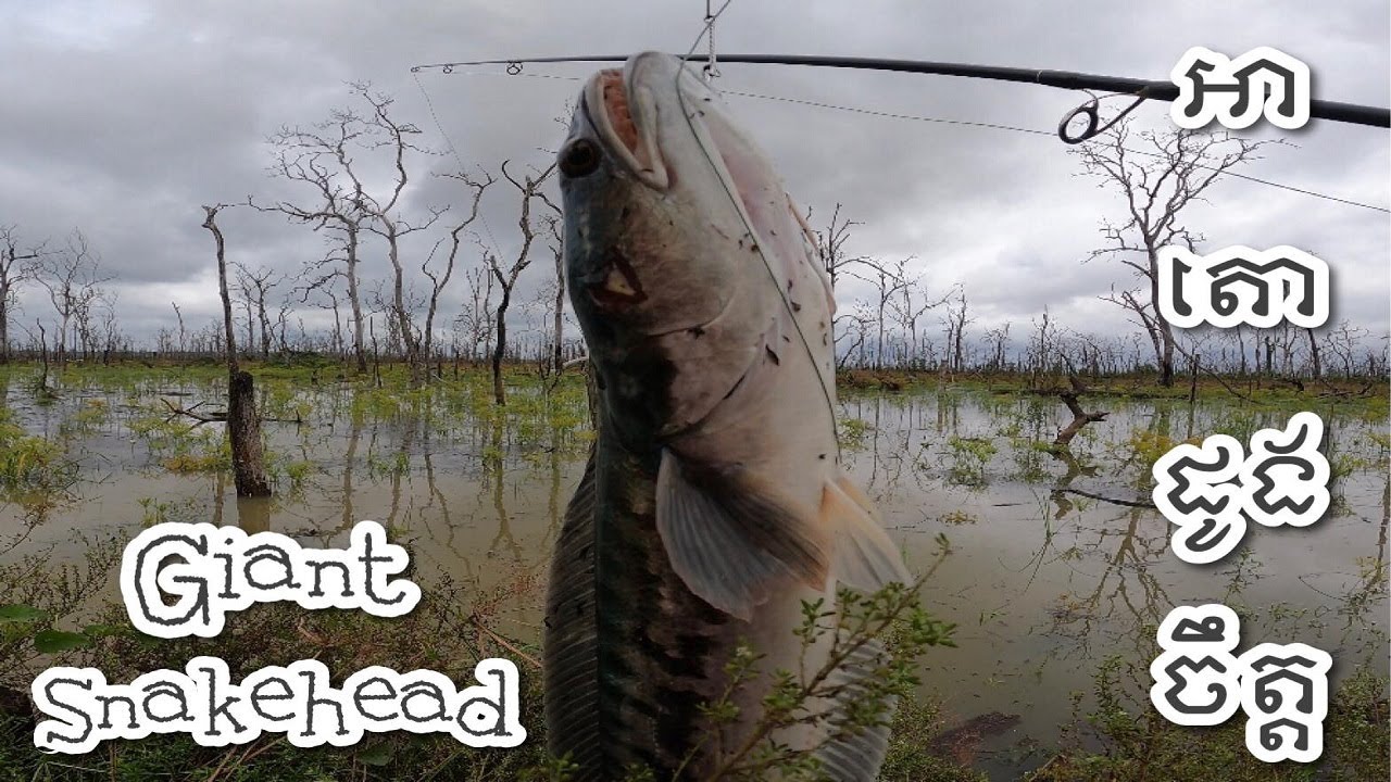 Giant Snakehead Fishing Adventure Day I​​ | រាវប៉ះប្លង់រឹងត្រីចេញខាំនុយដូច​ព្យុះ
