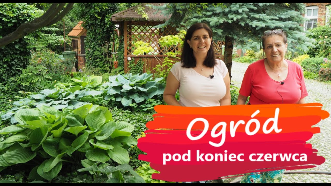 Ogród pod koniec czerwca