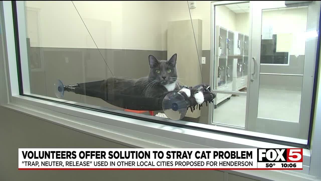 Volunteers offer solution to Las Vegas Valley stray cat problem