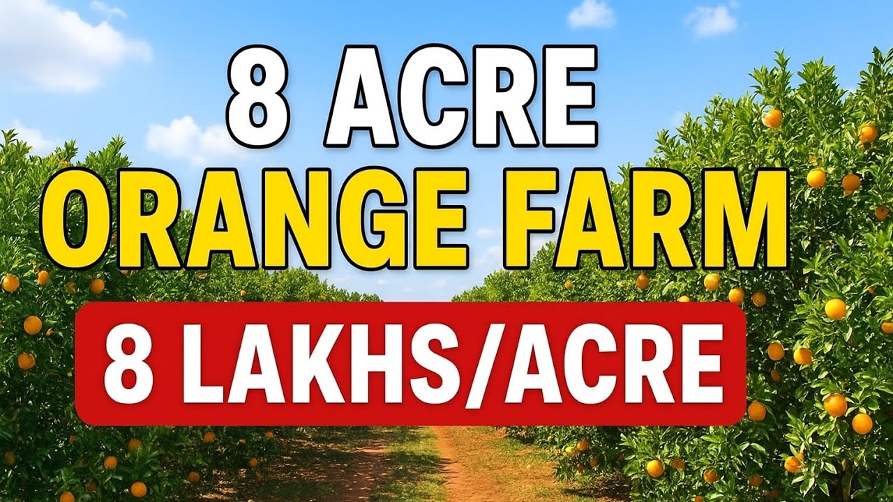 8 Acre Orange Orchard Land for Sale near Nagpur | ₹8 Lakh per Acre Agricultural Property 
