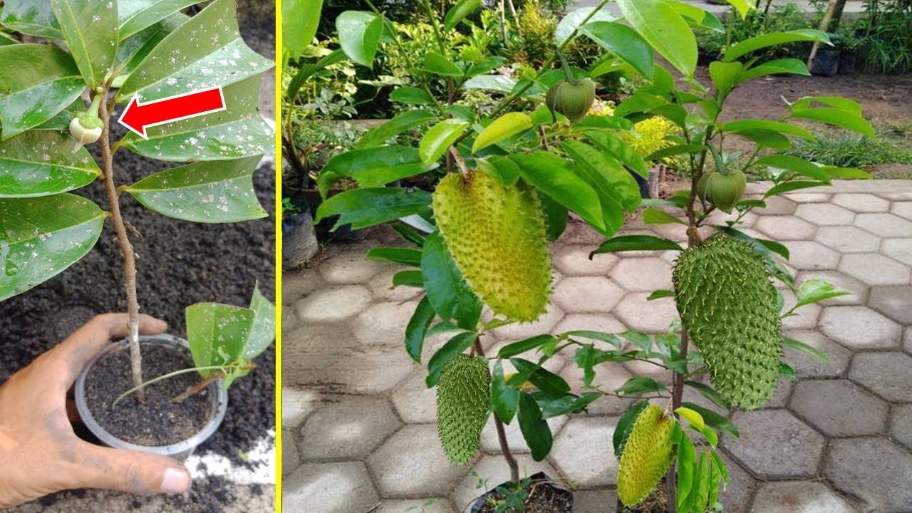 How to cuttings  stem soursop to grow roots 100% suksesfull 2 months Fruit...