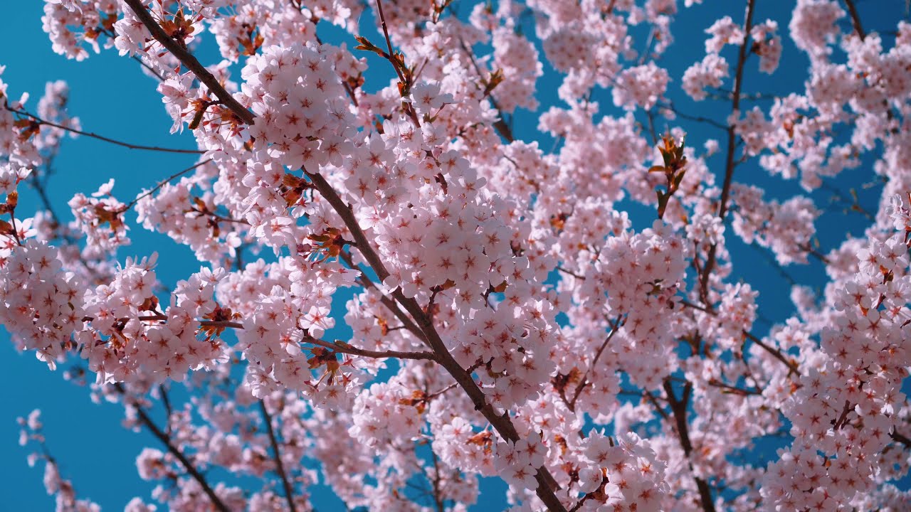 Körsbärsblommor