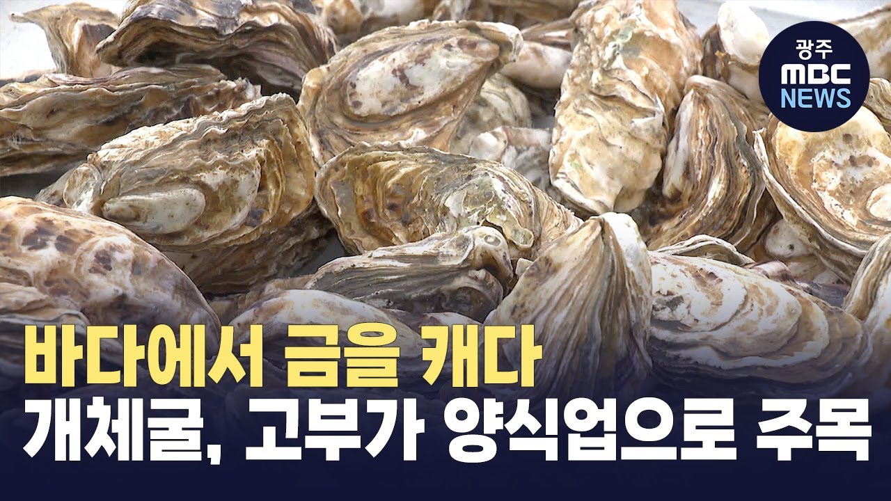 바다에서 금을 캐다..개체굴 본격 출하 (뉴스투데이 2025.03.06 광주MBC)