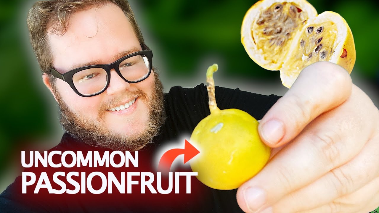 Дегустация редкого сорта маракуйи &mdash; гибридный сорт.