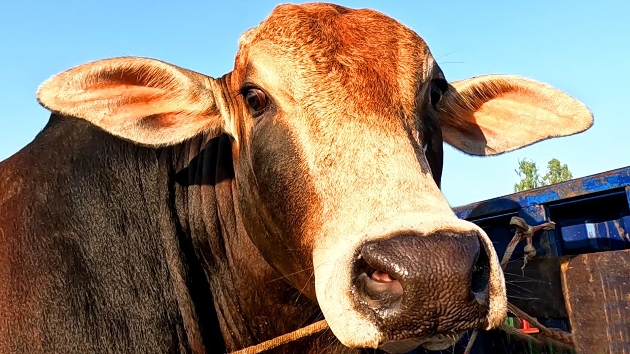 Cow, cow videos, Cow unloading, cow video, animal, big cow, goru, hamba, cow jumping in car Ep-08