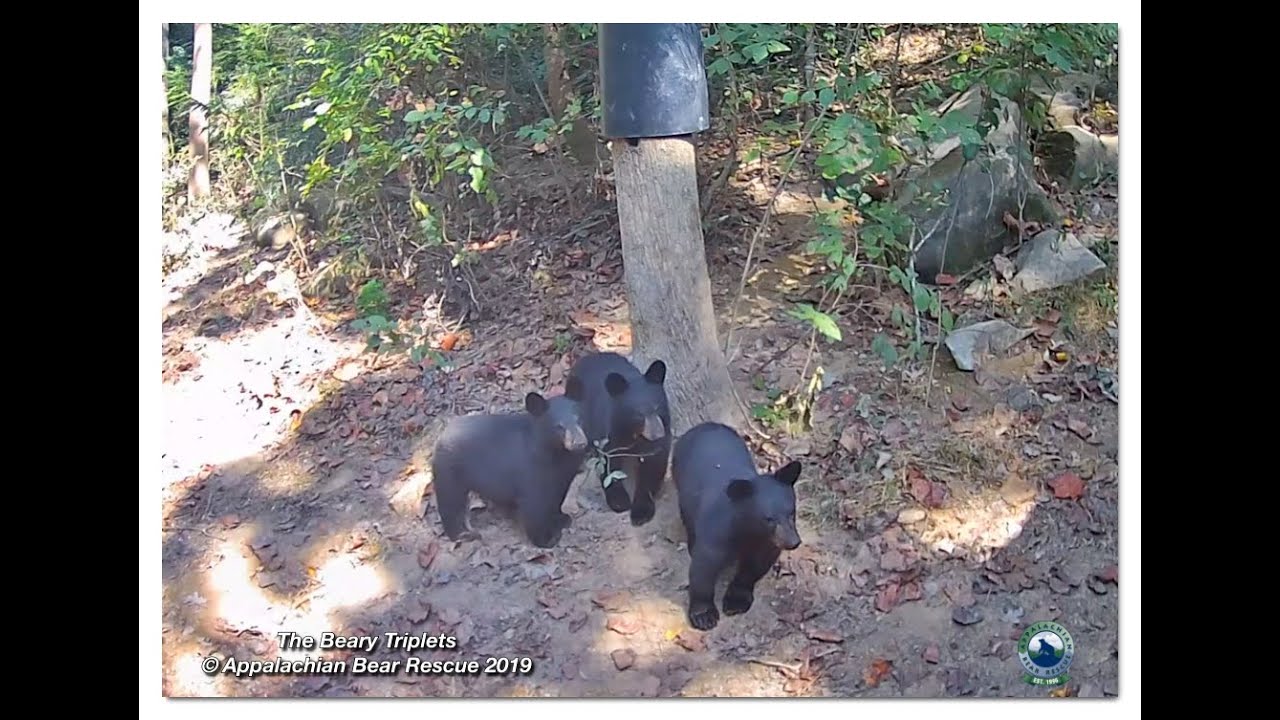 The Ten Little Bears at Appalachian Bear Rescue