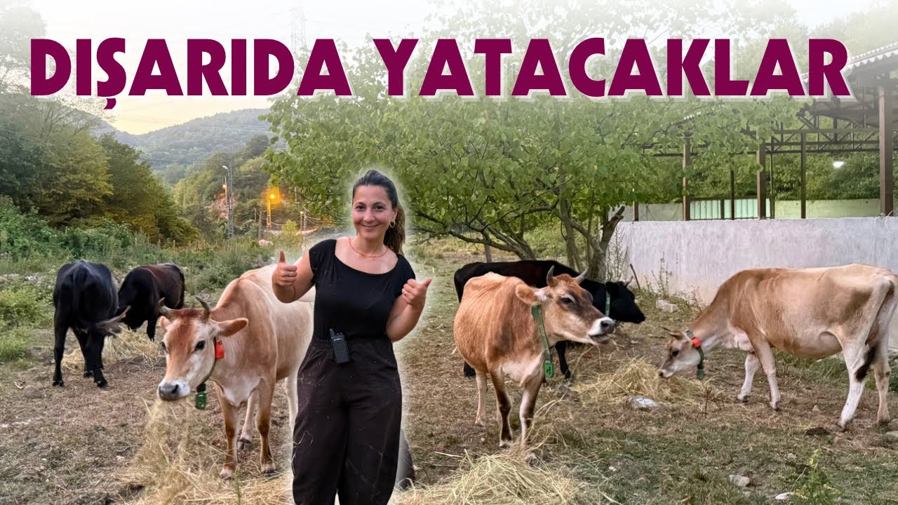 Artık İneklerimizi Ahıra Almıyoruz | Elektrikli Telden Yer Yaptık