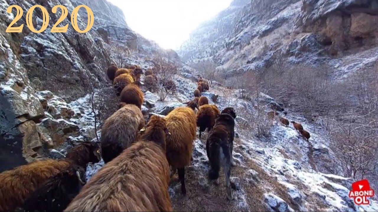 ÇOBANLIK SERÜVENİ 2020  (ağrı dağından şenkaya yaylasına ) BELGESEL