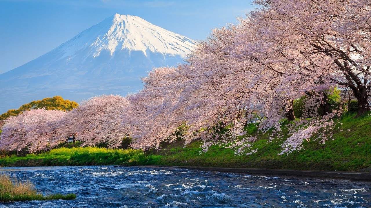 Traditional Japanese Music &ndash; Sakura Blossoms [2 Hour Version]