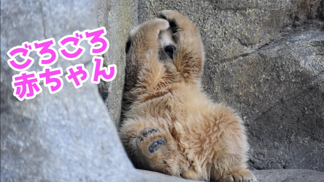 ごろごろするのが楽しい赤ちゃんホッキョクグマ