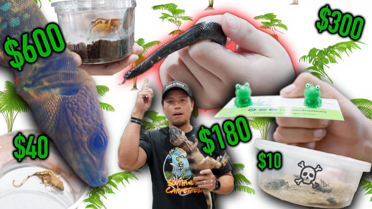 How much are PEOPLE PAYING at the Reptile Super Show??