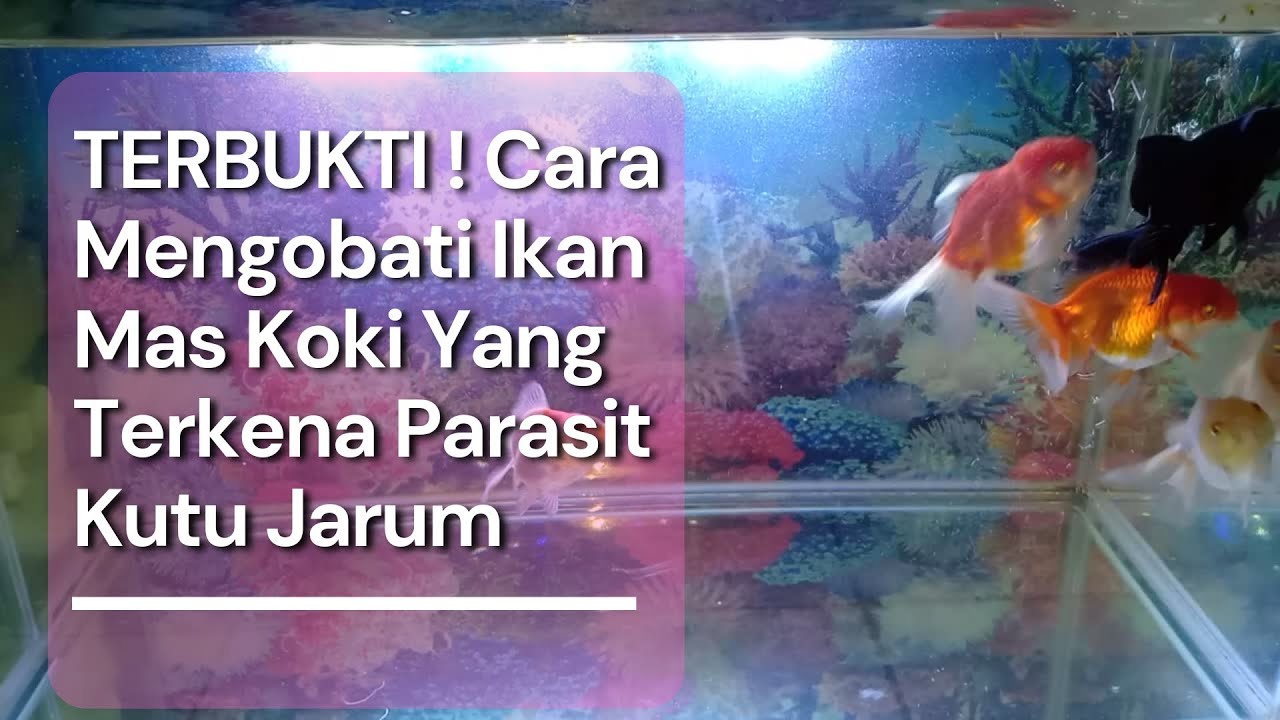 TERBUKTI ! Cara Mengobati Ikan Mas Koki Yang Terkena Parasit Kutu Jarum
