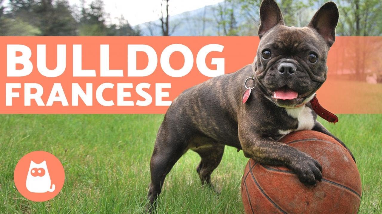 Il Bulldog Francese - Educazione e cure