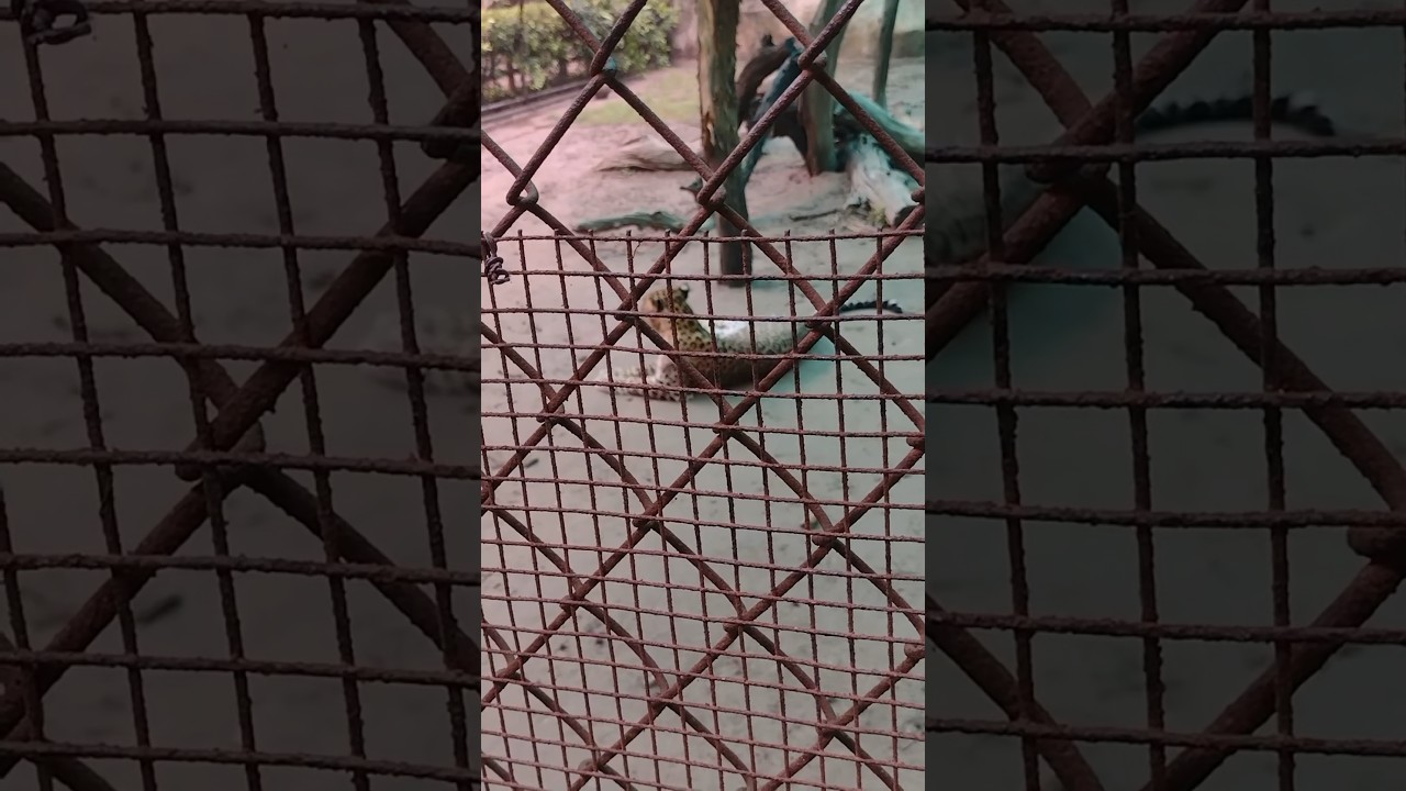 Shocking Footage: Leopard Caged Because Man is Dangerous! 🐆😱#shorts #short #viralshorts #trending