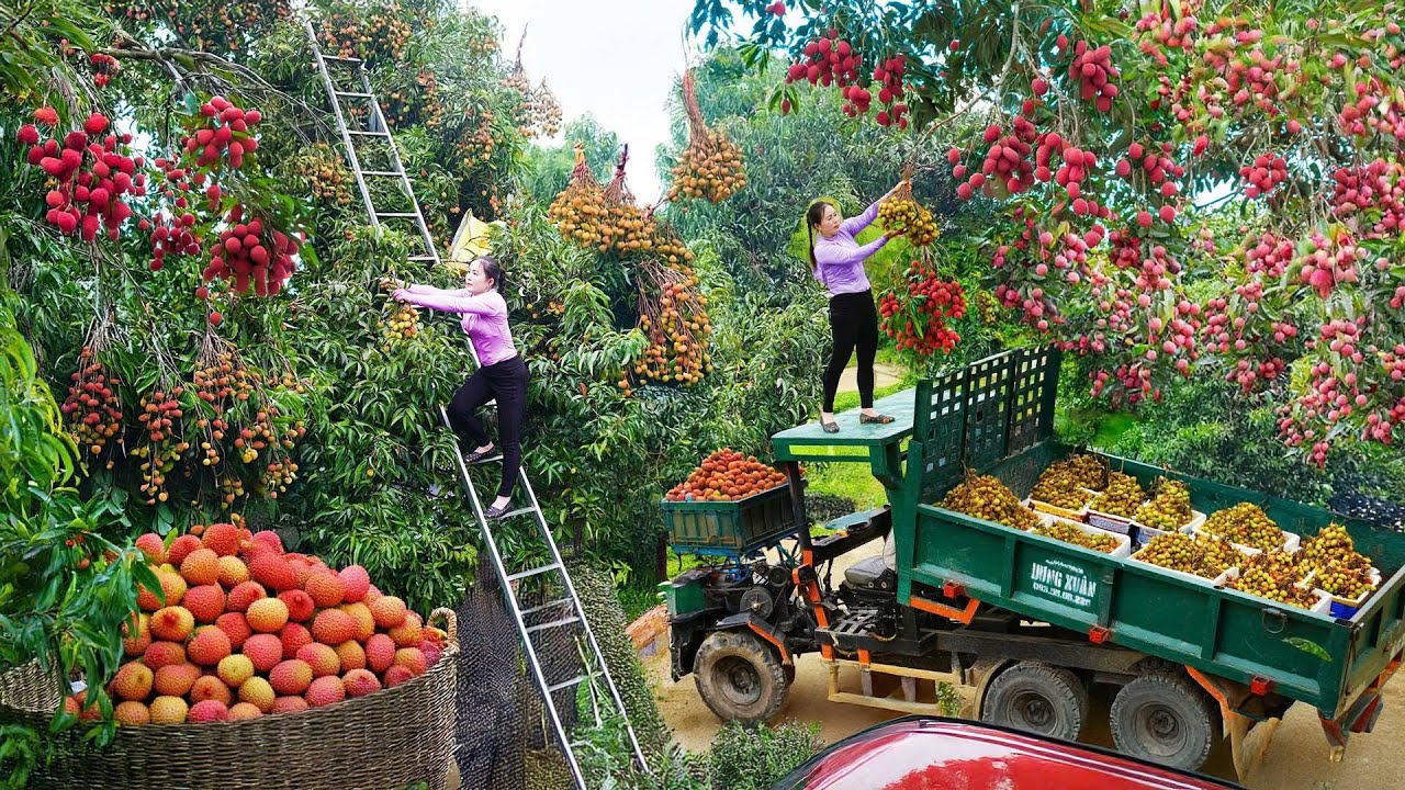 Harvest Big Lychee From Trees, Use Truck Transport 1000+ Lychees Go to Market Sell