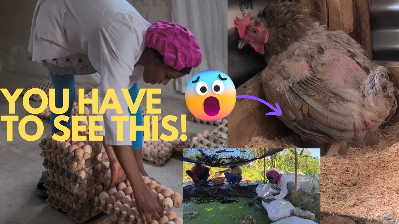 You Won’t Believe What This Hen Did After Eating Azolla!