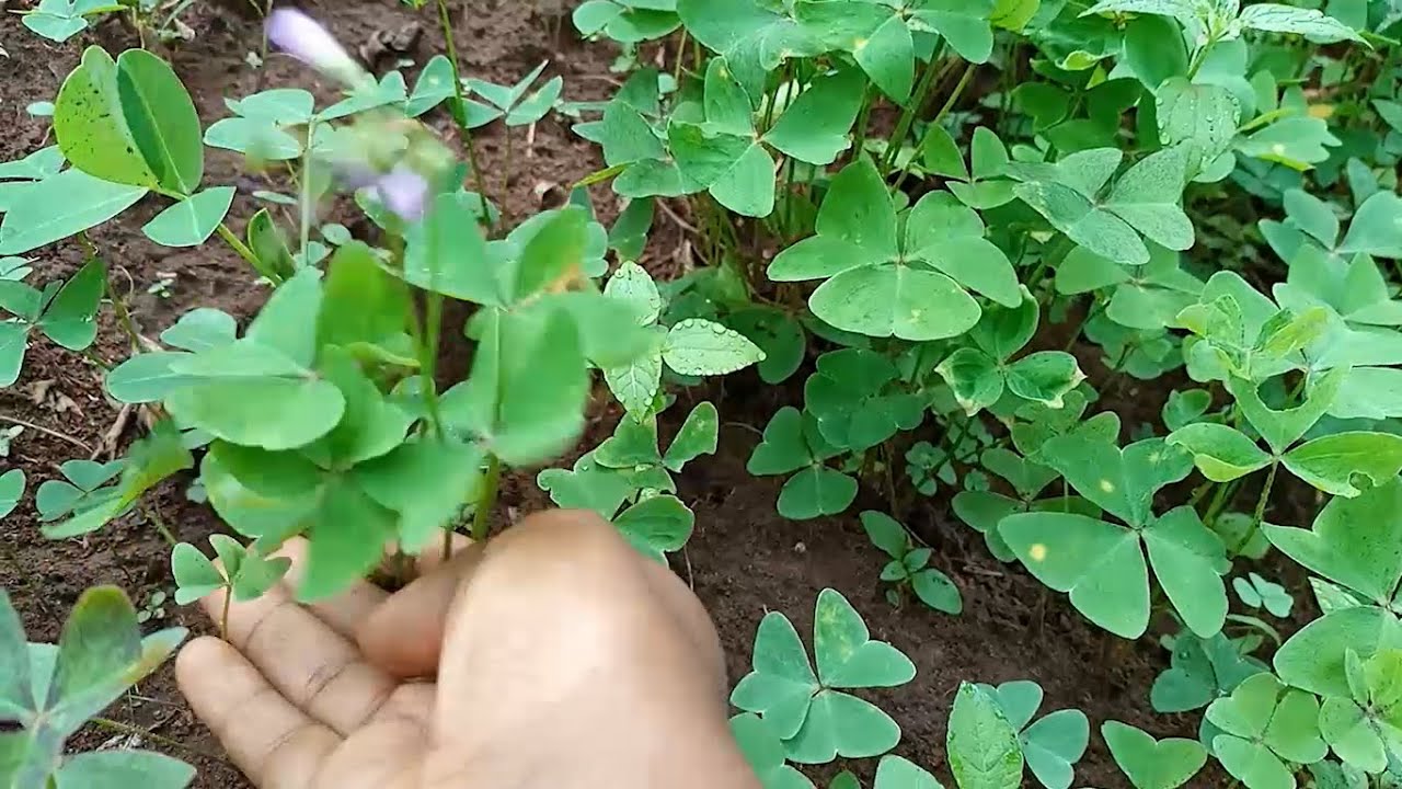 MUWOOMYA MANA YOONO KANYEEBWA AWOMESA EMANA OMUSAJJA NAKUMYUMIRWA NYO