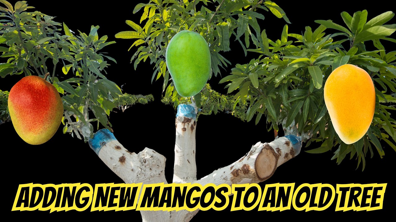 Adding a new mango variety to an old tree
