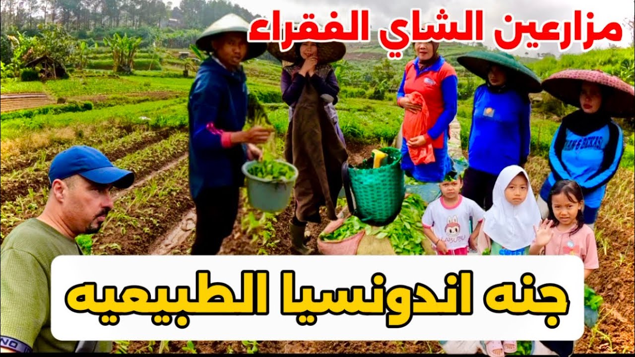 جنه اندونسيا الطبيعيه ومزارعين الشاي الفقراء 