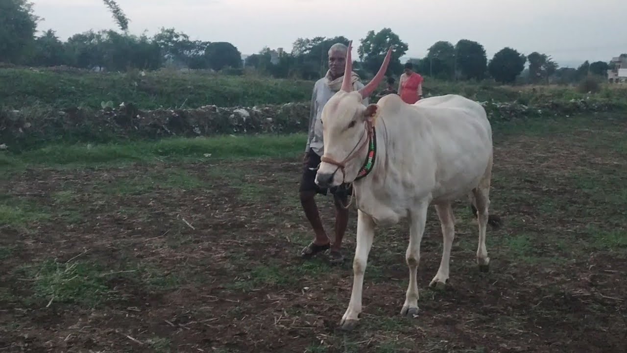 Beautiful Khillari Cow