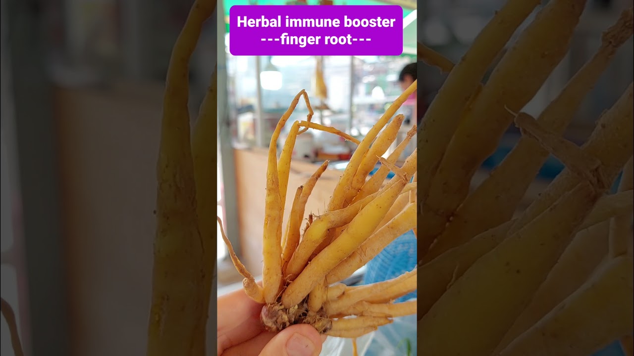 Herbal immune booster: finger root. Resistance to viruses. Fight against coronavirus.