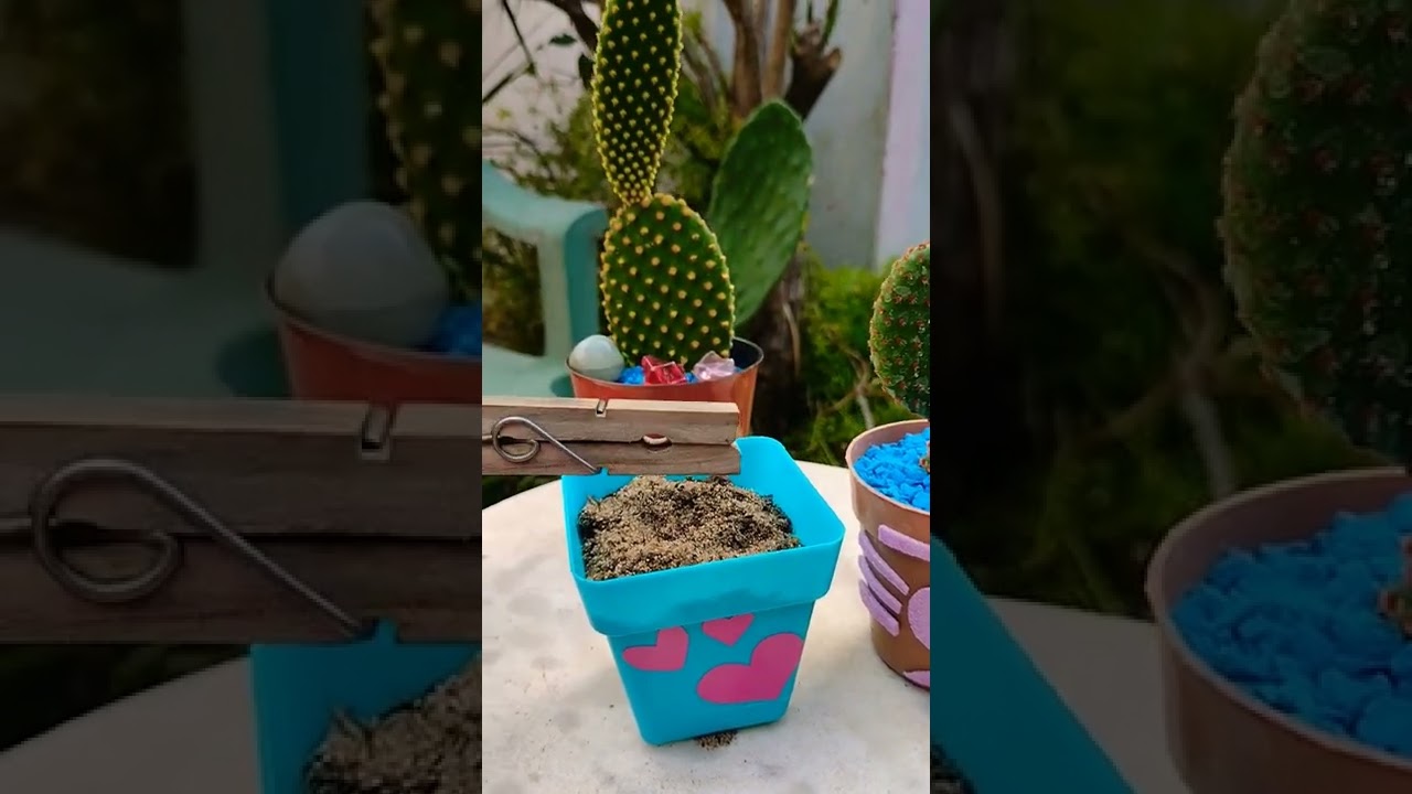 TRUCO para trasplantar CACTUS 🌵#shorts #cactus