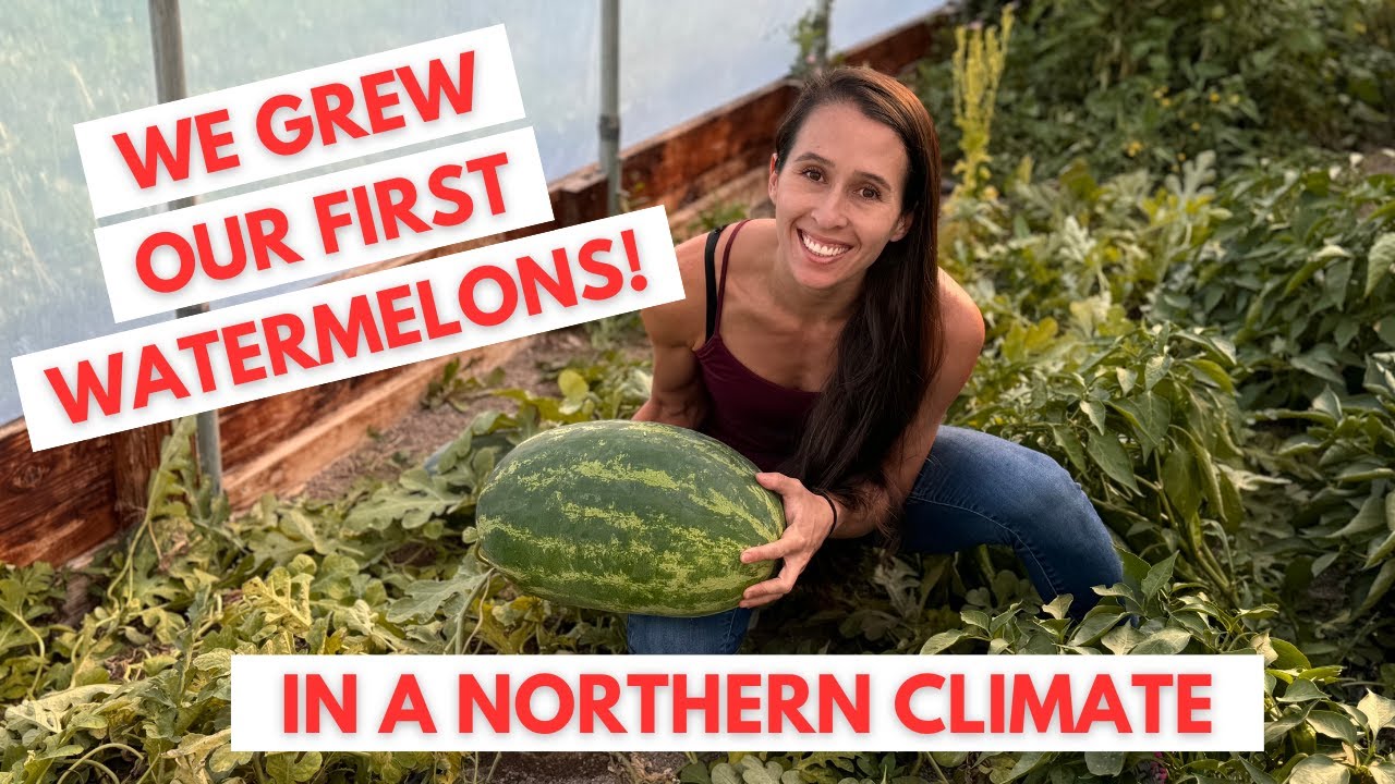 Growing Watermelon in a Northern Climate | Taste Test + Tips for Success 🍉