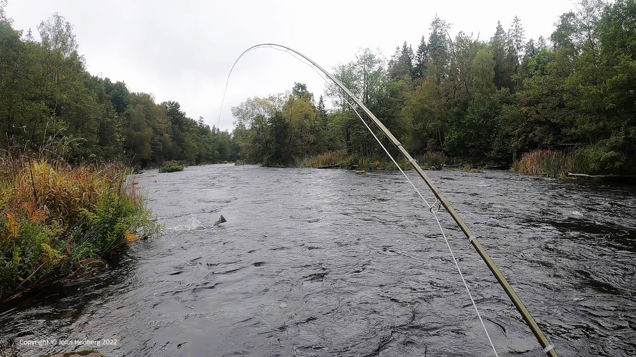 Maiden in Härnäs. Fly fishing for salmon and sea trout in the Mörrum river